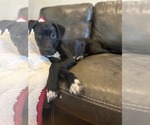 Small #4 American Pit Bull Terrier-Labrador Retriever Mix