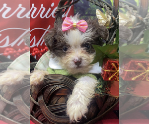 Shorkie Tzu Puppy for sale in SELLERSBURG, IN, USA