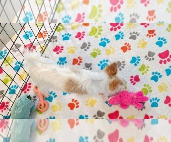 Medium Photo #10 Papitese Puppy For Sale in ORO VALLEY, AZ, USA
