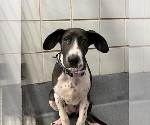 American Staffordshire Terrier-Unknown Mix Dogs for adoption in San Antonio, TX, USA