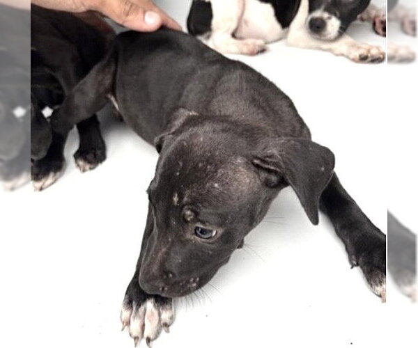 Medium Photo #1 Mutt Puppy For Sale in Houston, TX, USA
