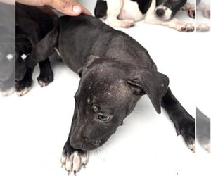 Mutt Dogs for adoption in Houston, TX, USA