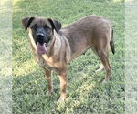 Small #2 Australian Shepherd Mix