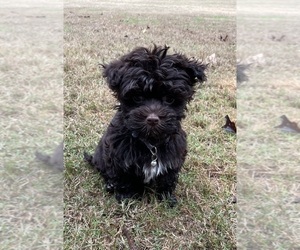 Havanese Litter for sale in ATHENS, GA, USA