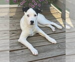 Small Photo #9 Mutt Puppy For Sale in Princeton, MN, USA