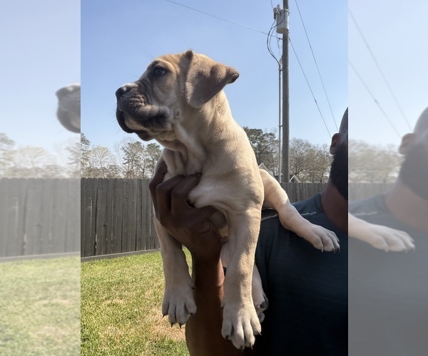 Medium Photo #19 Cane Corso-Mastiff Mix Puppy For Sale in NEW CANEY, TX, USA