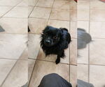Small #1 Chihuahua