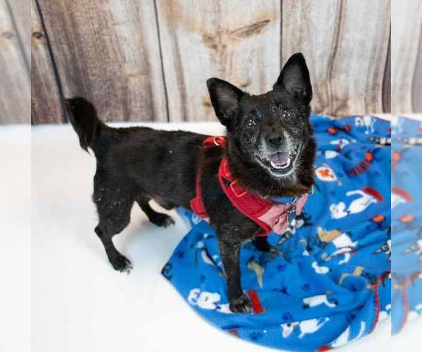 Medium Photo #6 Chihuahua-Unknown Mix Puppy For Sale in Kennesaw, GA, USA