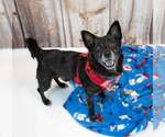 Small #5 Chihuahua Mix