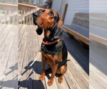 Small #6 Coonhound
