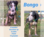 Small #6 Whippet Mix