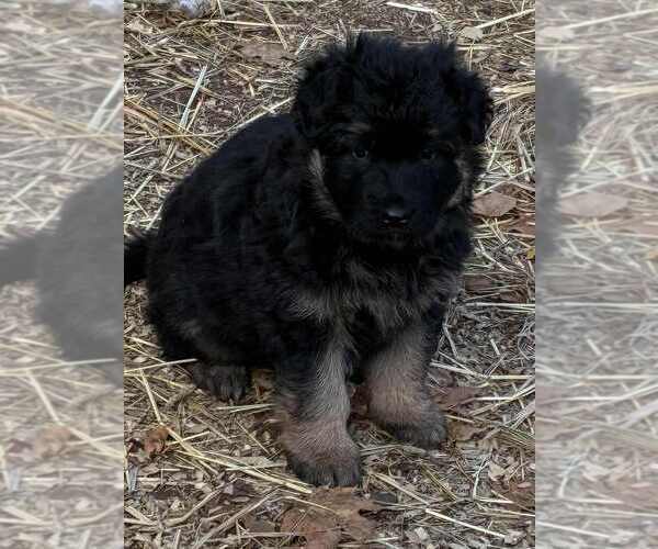 Medium Photo #1 German Shepherd Dog Puppy For Sale in NEWVILLE, PA, USA
