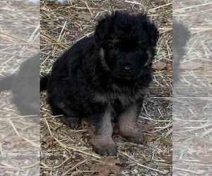 German Shepherd Dog Puppy for sale in NEWVILLE, PA, USA