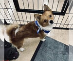 Small #1 Shiba Inu Mix
