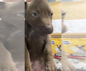 German Shepherd Dog-Huskies  Mix Dogs for adoption in Augusta, GA, USA