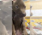 Small Photo #1 German Shepherd Dog-Huskies  Mix Puppy For Sale in Augusta, GA, USA