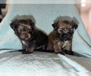 Shorkie Tzu Puppy for sale in DETROIT, MI, USA