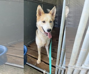 Huskies -Unknown Mix Dogs for adoption in Roaring River, NC, USA