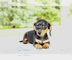 Small Photo #2 Dachshund Puppy For Sale in BOSWELL, IN, USA