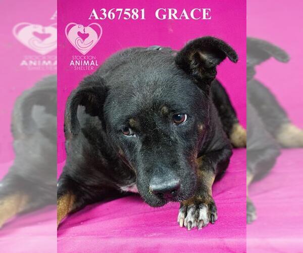 Medium Photo #2 Labrottie Puppy For Sale in Stockton, CA, USA