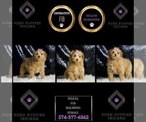 Maltipoo Puppy for sale in WARSAW, IN, USA