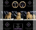 Small Maltipoo