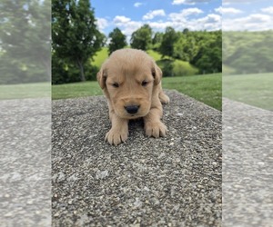 Golden Retriever Puppy for sale in WILLIAMSTOWN, KY, USA