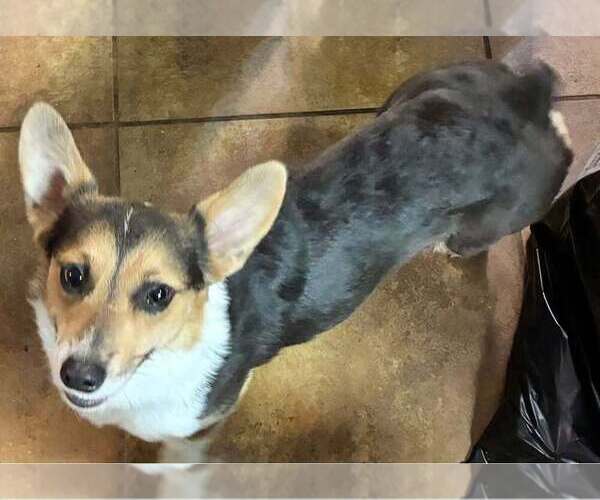 Medium Photo #1 Pembroke Welsh Corgi Puppy For Sale in SNOOK, TX, USA