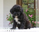 Small #1 Goldendoodle (Miniature)