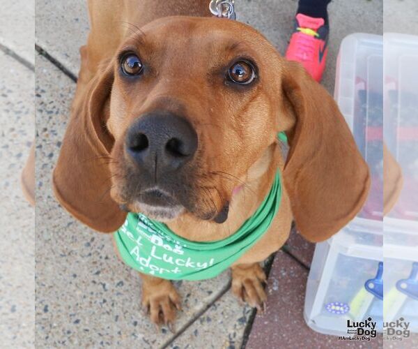 Medium Photo #2 Rhodesian Ridgeback-Unknown Mix Puppy For Sale in Washington, DC, USA