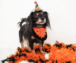 Small #1 Dachshund-Spaniel Mix