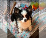 Small Photo #11 Chihuahua Puppy For Sale in AIKEN, SC, USA