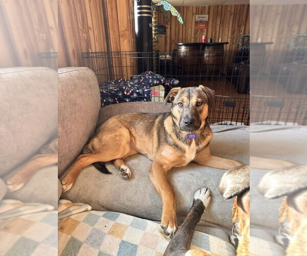 Medium Photo #6 Labrador Retriever-Unknown Mix Puppy For Sale in Springdale, PA, USA