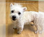 Small #1 Maltipoo