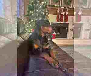 Doberman Pinscher Dogs for adoption in Aurora, OH, USA