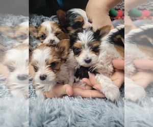 Yorkshire Terrier Puppy for sale in ELON, NC, USA