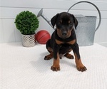 Small #9 Doberman Pinscher