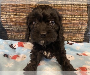 Cockapoo Puppy for sale in HOLDEN, MO, USA