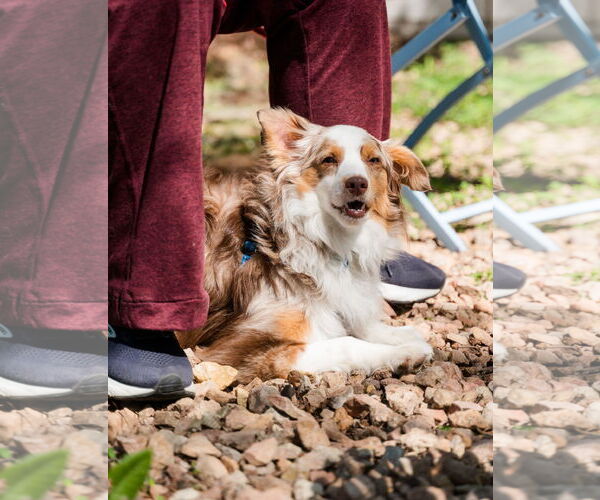 Medium Photo #5 Australian Shepherd Puppy For Sale in St. Louis Park, MN, USA
