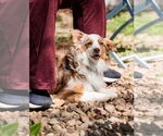 Small #4 Australian Shepherd