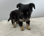 Small Photo #9 Chorkie Puppy For Sale in SAINT AUGUSTINE, FL, USA