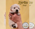 Puppy Pyrite English Cream Golden Retriever