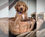 Puppy Gram Goldendoodle-Poodle (Standard) Mix