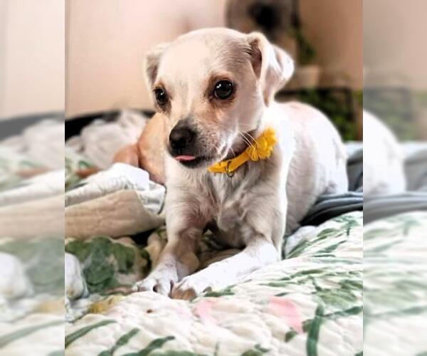 Medium Photo #1 Chihuahua-Unknown Mix Puppy For Sale in Oakley, CA, USA