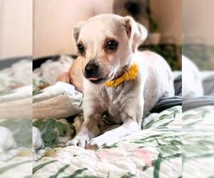 Chihuahua-Unknown Mix Dogs for adoption in Oakley, CA, USA