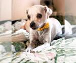 Small Chihuahua Mix
