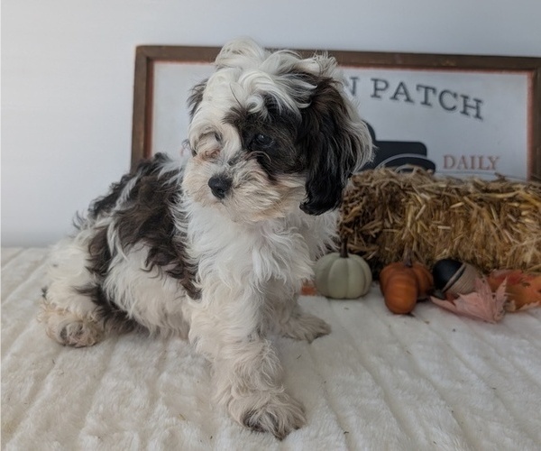 Medium Photo #3 ShihPoo Puppy For Sale in GOSHEN, IN, USA