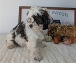 Small Photo #31 ShihPoo Puppy For Sale in GOSHEN, IN, USA