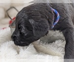 Small Photo #10 Whoodle Puppy For Sale in PEORIA, IL, USA