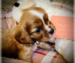 Puppy Ray Ray Cavalier King Charles Spaniel